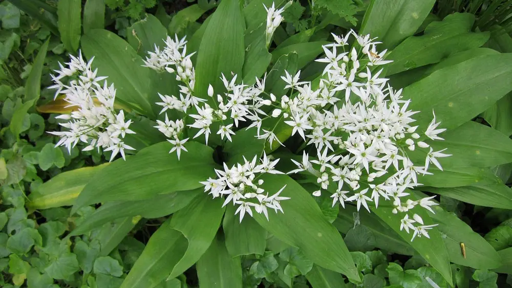 Wild Garlic – edible and medicinal wild plant