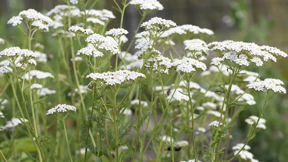 Yarrow – edible and medicinal wild plant