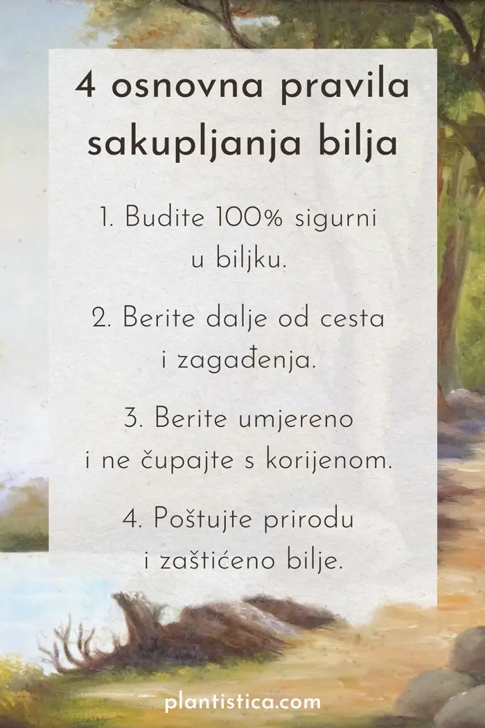 Osnovna pravila berbe samoniklog bilja