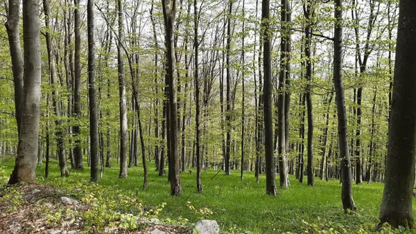 What to Forage in Spring: Edible and Medicinal Wild Plants + Foraging Calendar