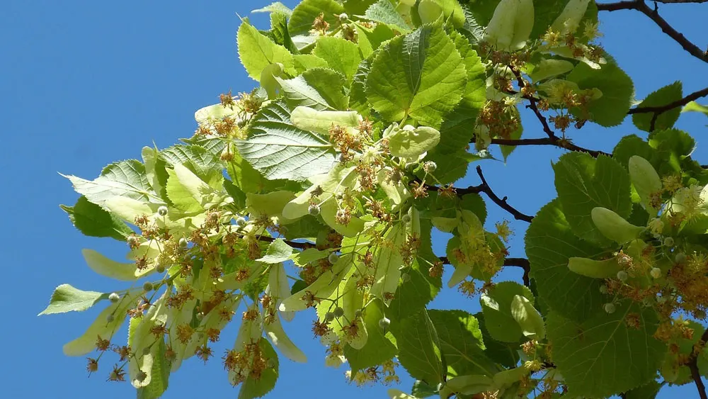 Linden – edible and medicinal wild plant