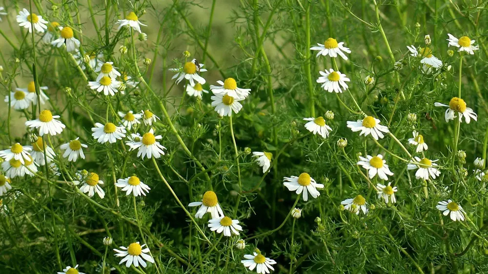 Chamomile – edible and medicinal wild plant