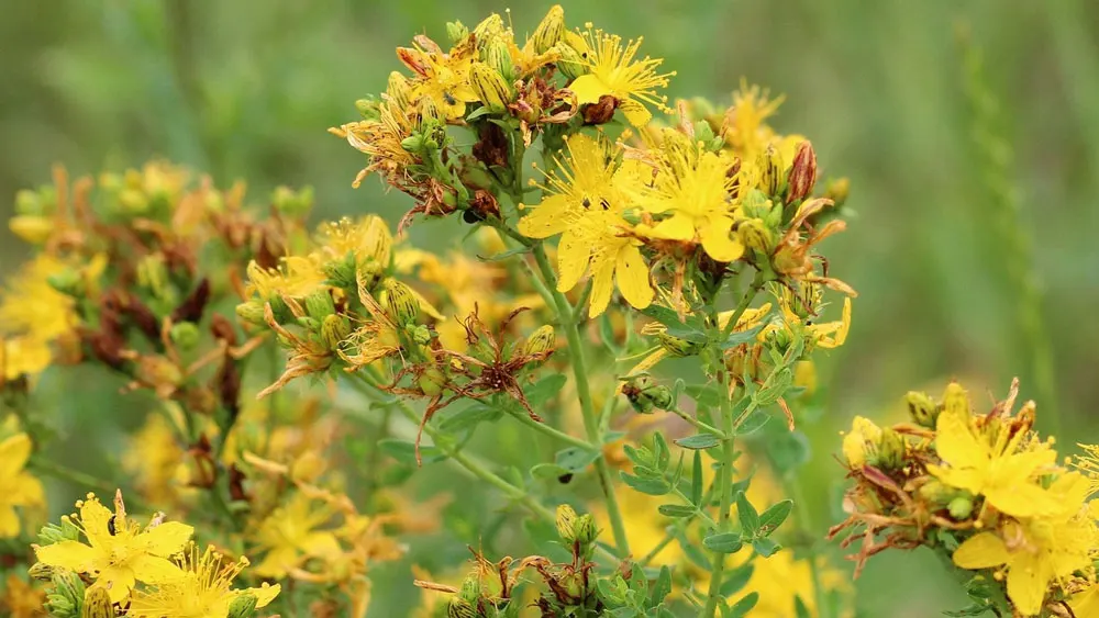 St. John's wort – edible and medicinal wild plant