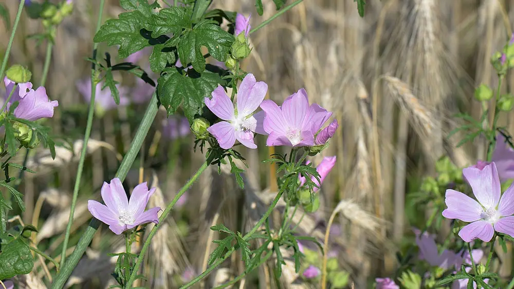 Common mallow – edible and medicinal wild plant