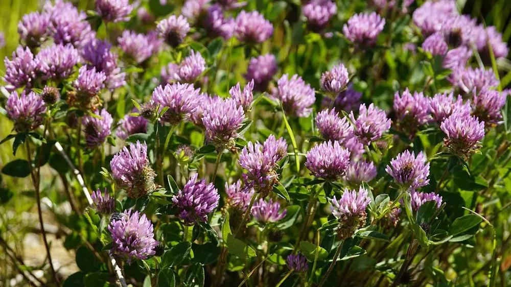 Red clover – edible and medicinal wild plant