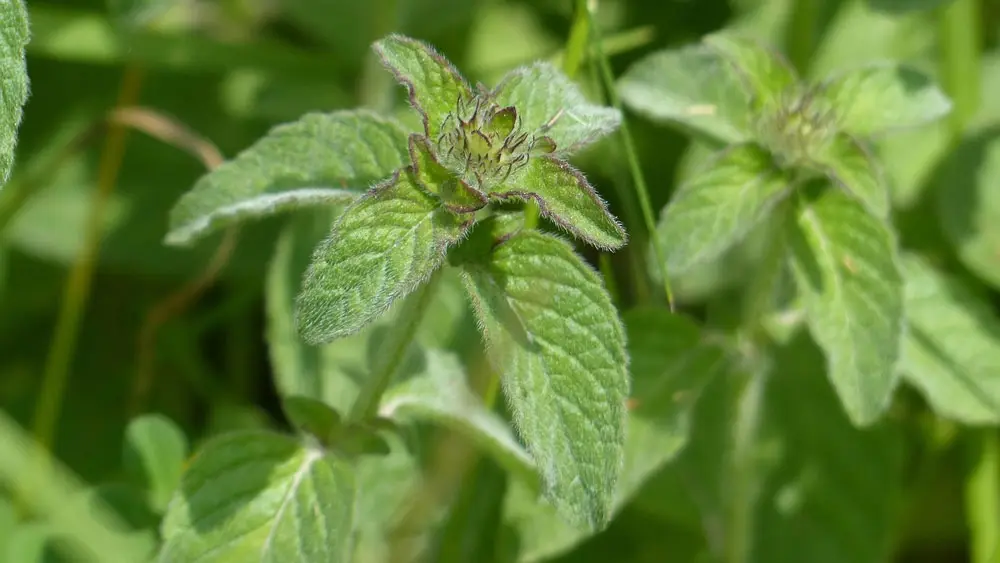 Wild mint – edible and medicinal wild plant