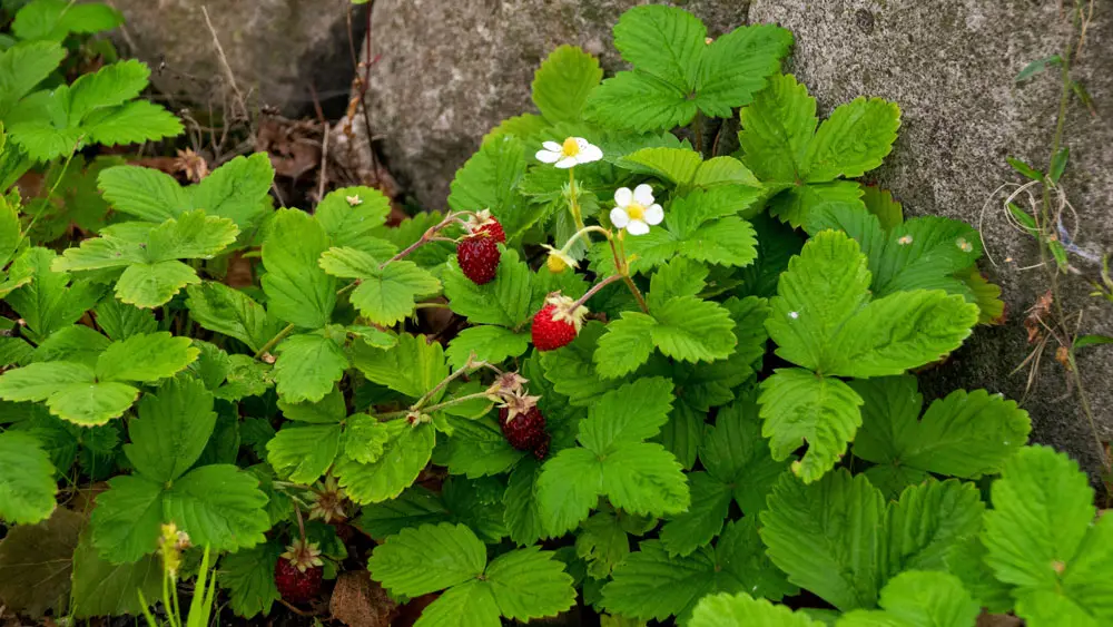 Wild strawberry – edible and medicinal wild plant