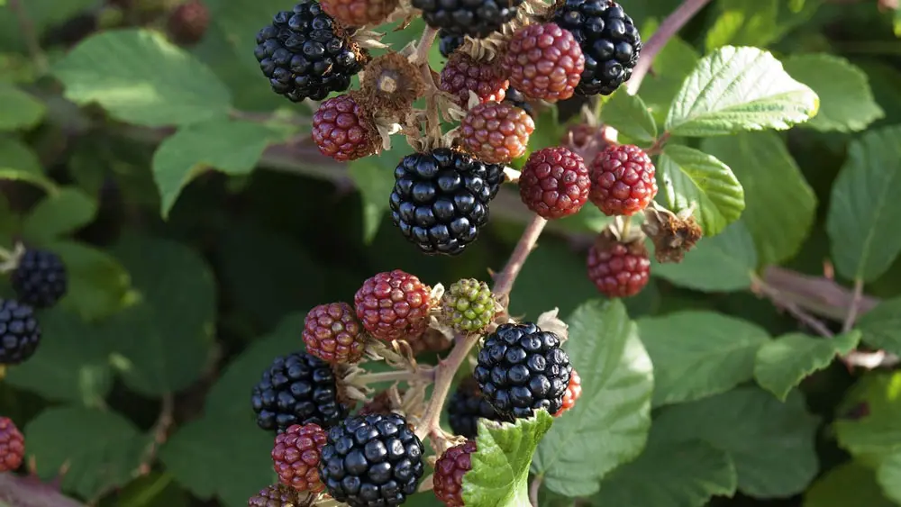 Blackberry – edible and medicinal wild plant