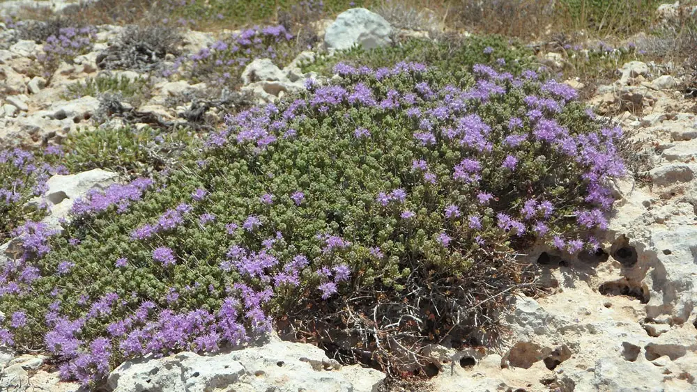 Wild thyme – edible and medicinal wild plant