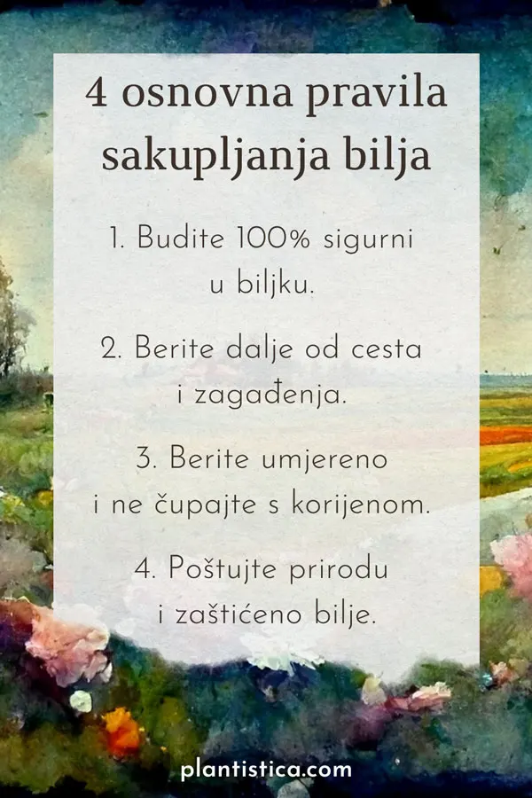 Osnovna pravila berbe samoniklog bilja