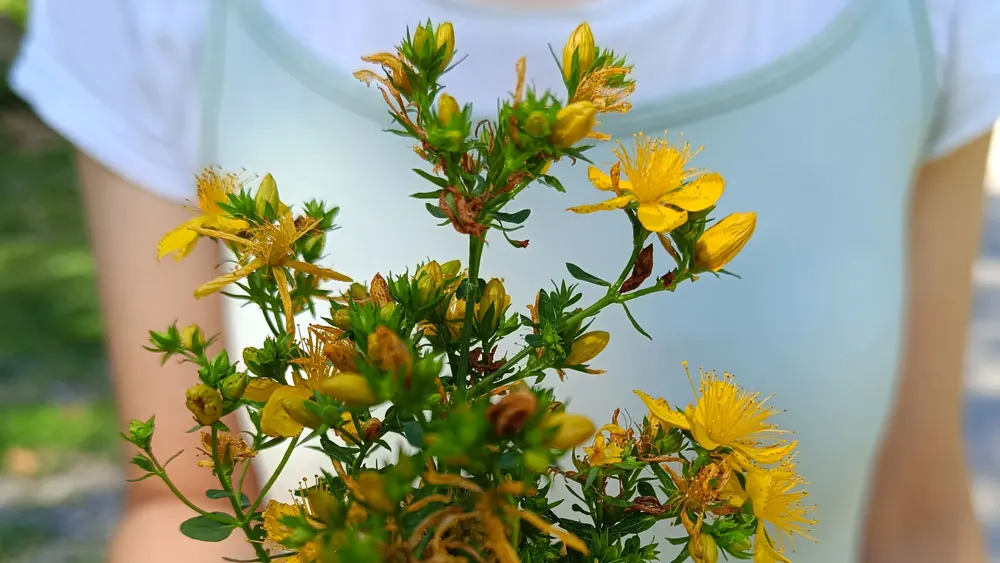 What to Forage in Summer: Edible and Medicinal Wild Plants + Foraging Calendar