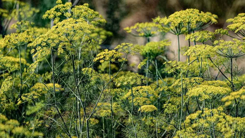 Fennel – edible and medicinal wild plant