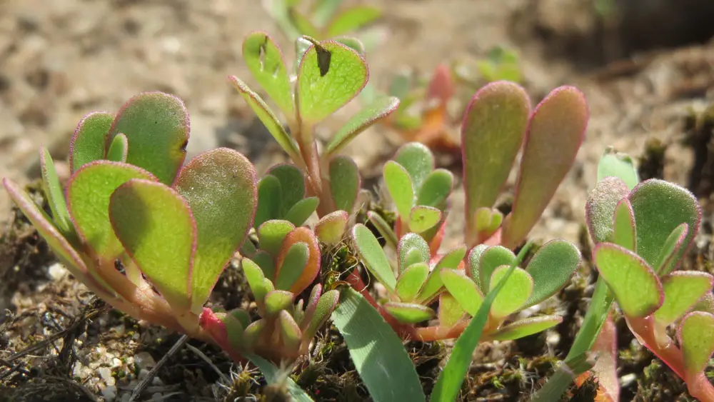 Purslane – edible and medicinal wild plant