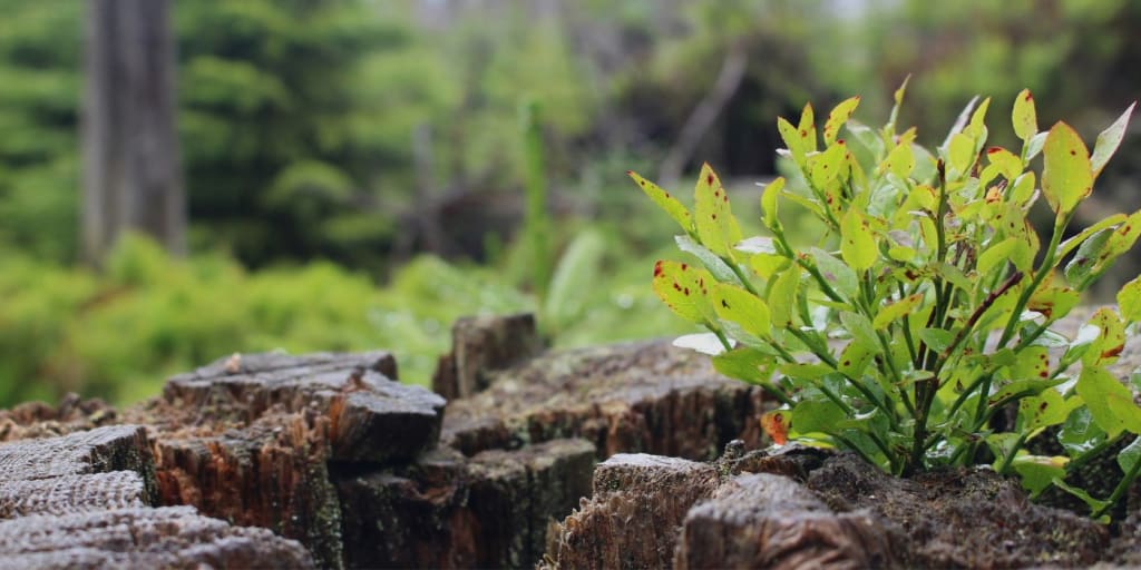 image of a local nature recovery network