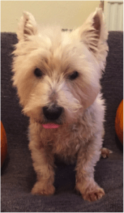 Breck_Dog