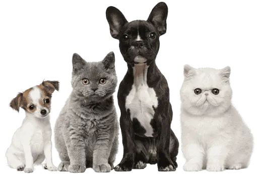 Dogs and Cats