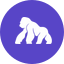 ApeCoin icon