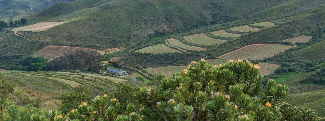 Keermont Vineyards