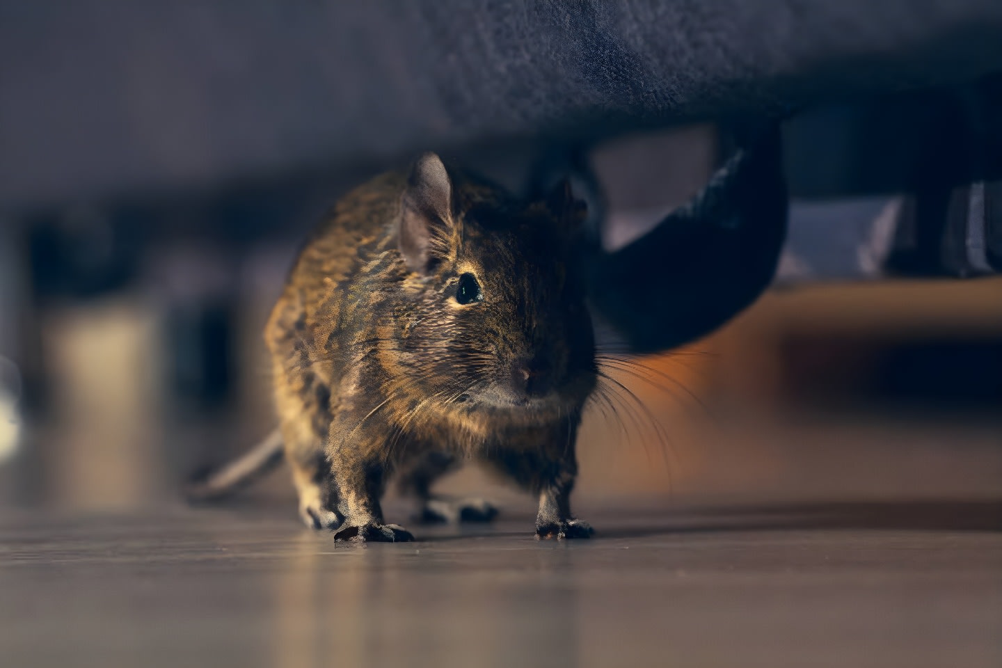 How to Get Rid of Mice - Eliminate Relentless Rodents From Your Home