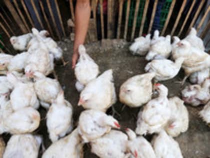 В Японии зафиксирована новая вспышка птичьего гриппа, будет уничтожено 100 тысяч кур