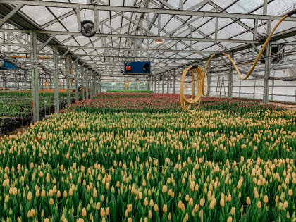 Тюльпаны из российских луковиц впервые вырастят в Подмосковье