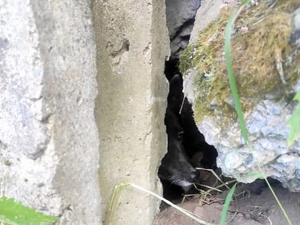 Можайские спасатели вытащили собаку из-под бетонных плит