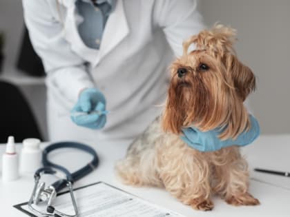 Когда и где жители Орехово-Зуевского округа могут провакцинировать домашних животных против бешенства?