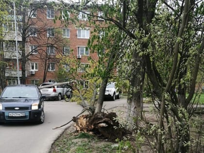 Шквалистый ветер в Кашире валит деревья и столбы