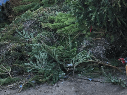 В Раменском нашлись желающие забрать сосны и елки, которые выкинули в поле