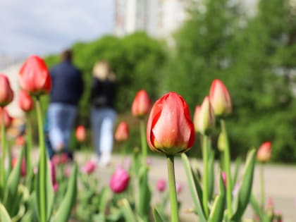 Вице-спикер Госдумы Даванков предложил Минтруду перенести январские выходные на май