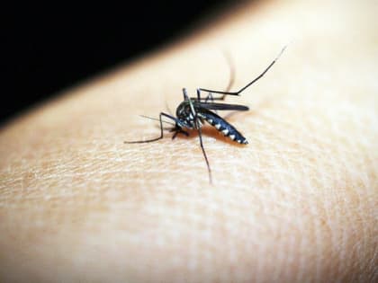 Врач рассказал, как защититься от укусов комаров