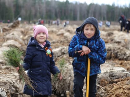 В Подмосковье подвели итоги акции «Лес Победы» 2022 года
