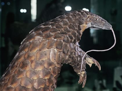 Китай ответил на угрозы Байдена ввести санкции из-за панголинов