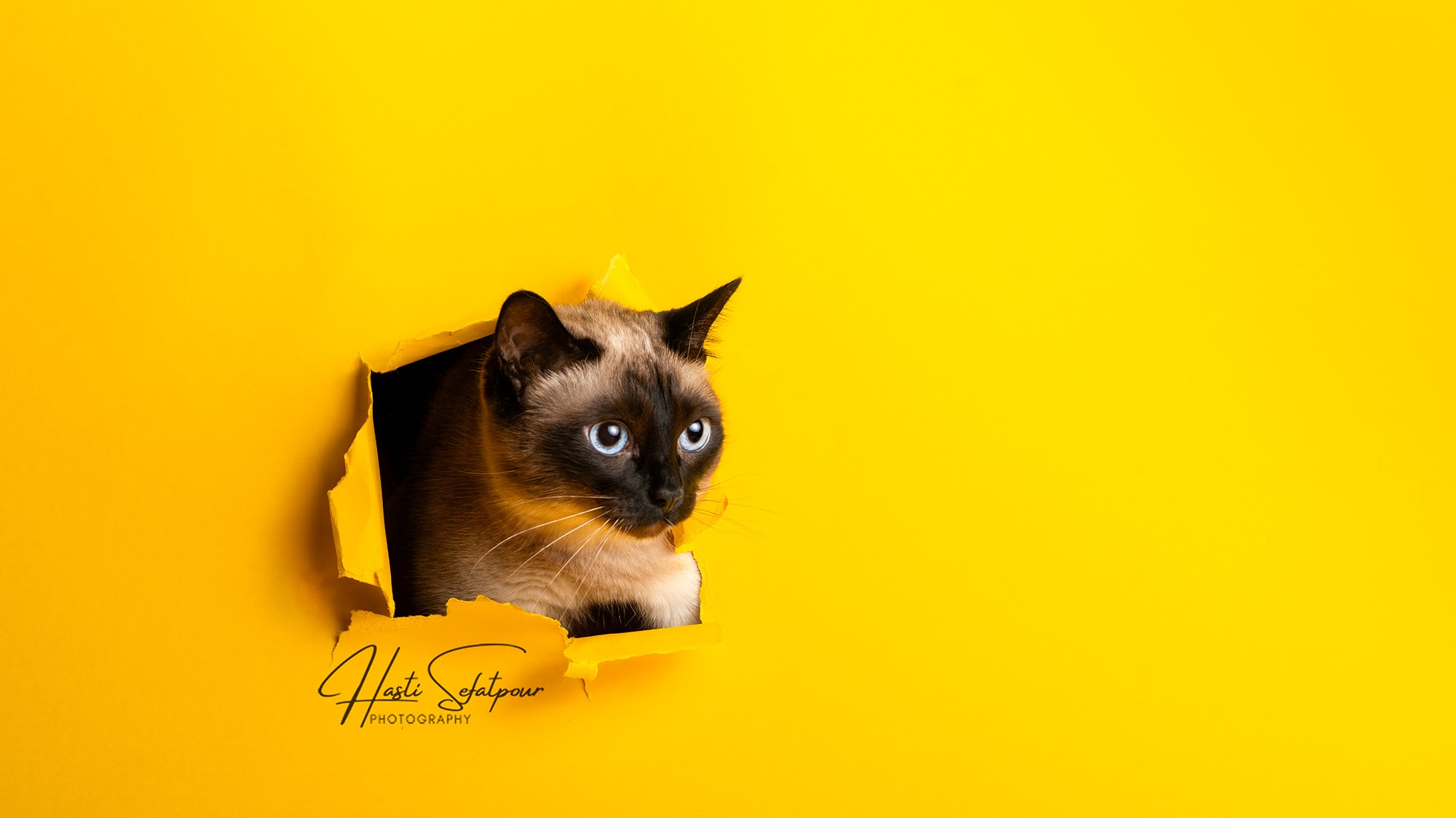 Frida the Siamese Cat with Yellow Background (Far)