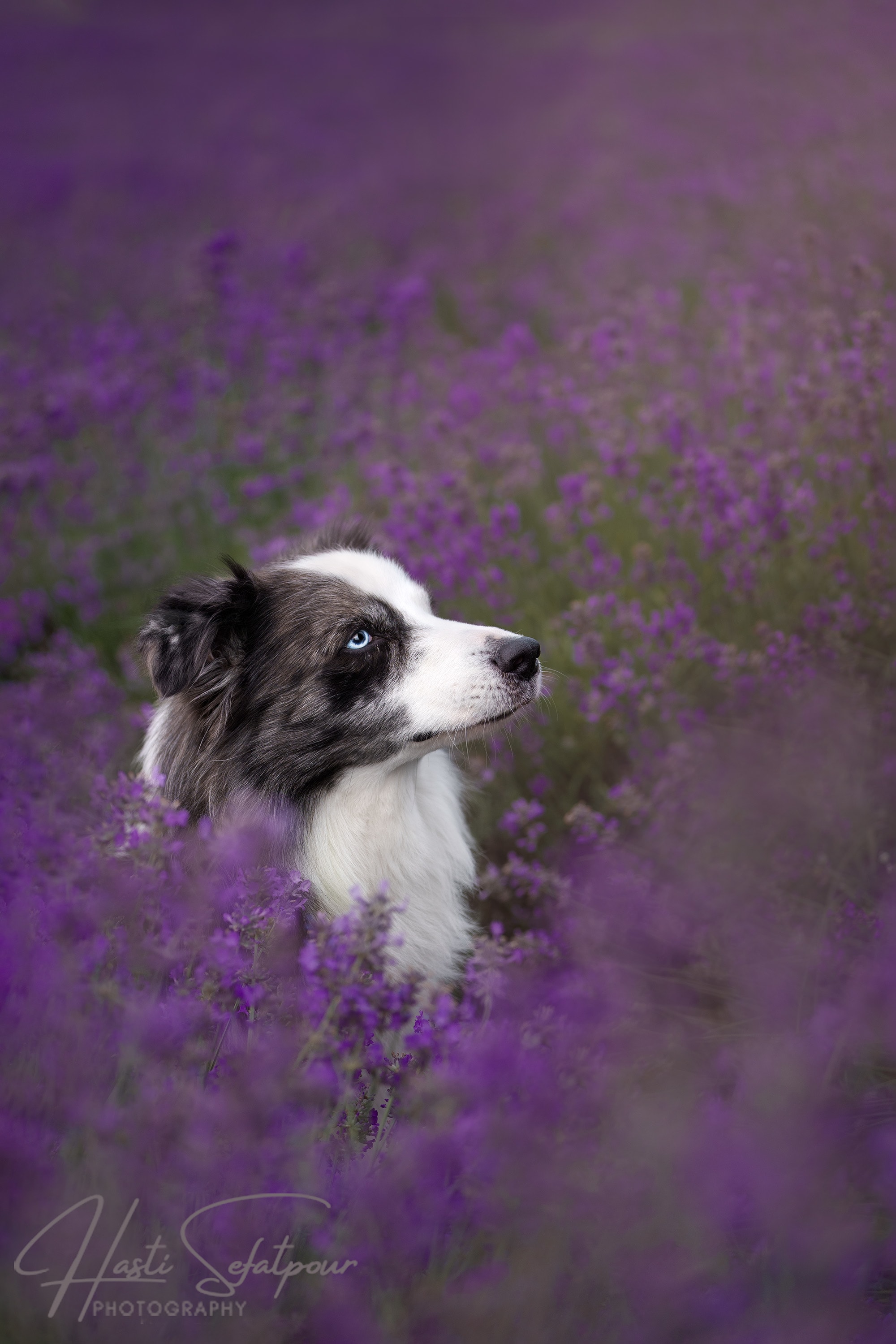 Smudge the Border Collie at Lavender Field