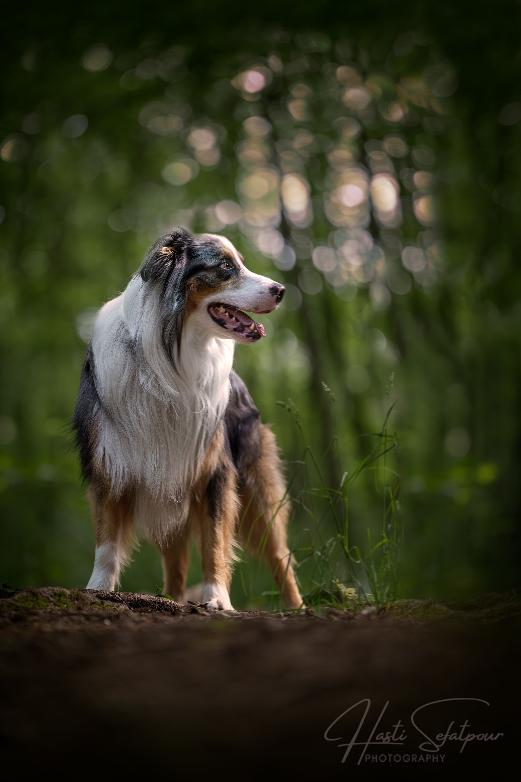 Byran the Australian Shepherd in Forest