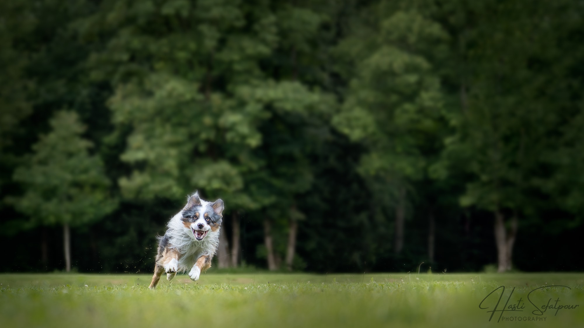 Byran the Australian Shepherd Running
