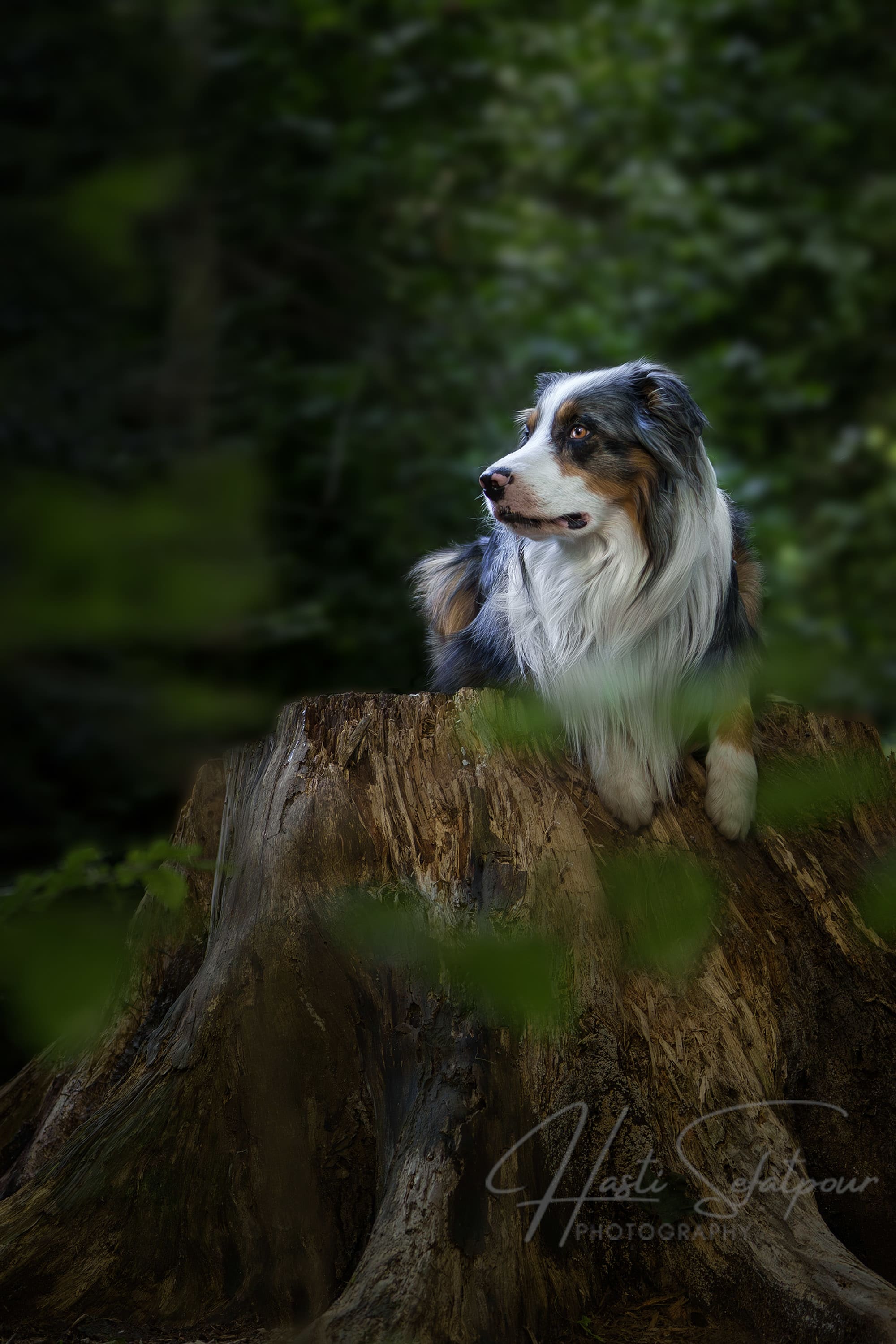 Byran the Australian Shepherd on Tree Stump