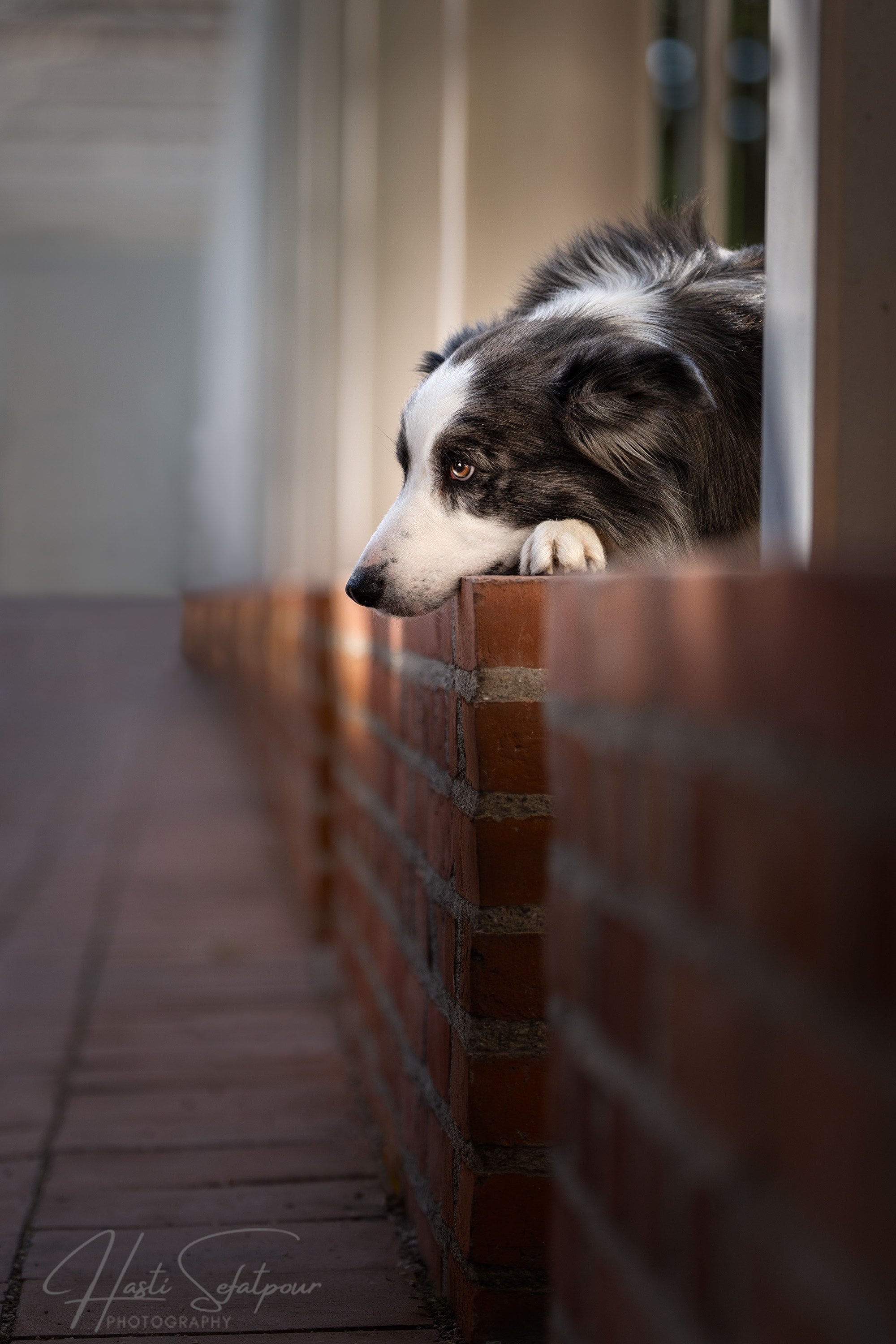 Smudge the Border Collie on a Brick Wall