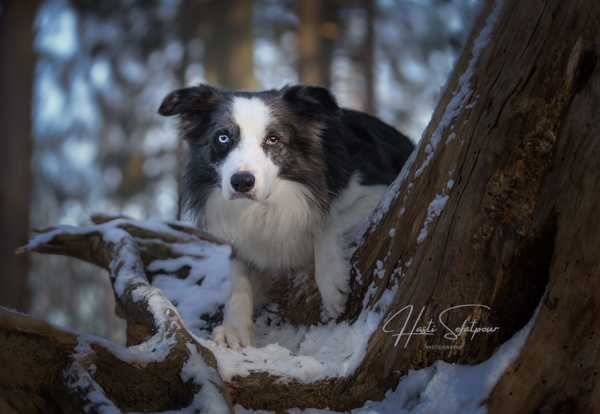 Smudge the Border Collie in Snow Field