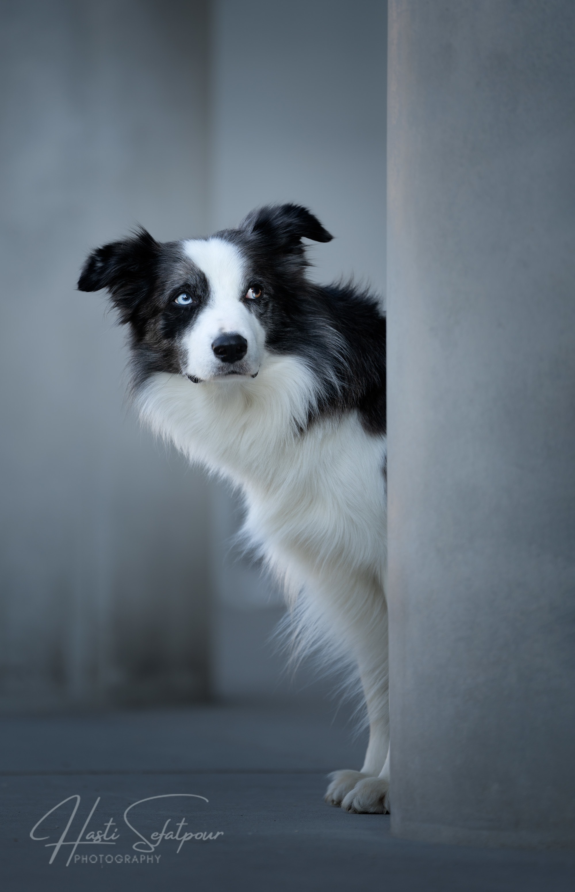 Smudge the Border Collie at the Pinakothek