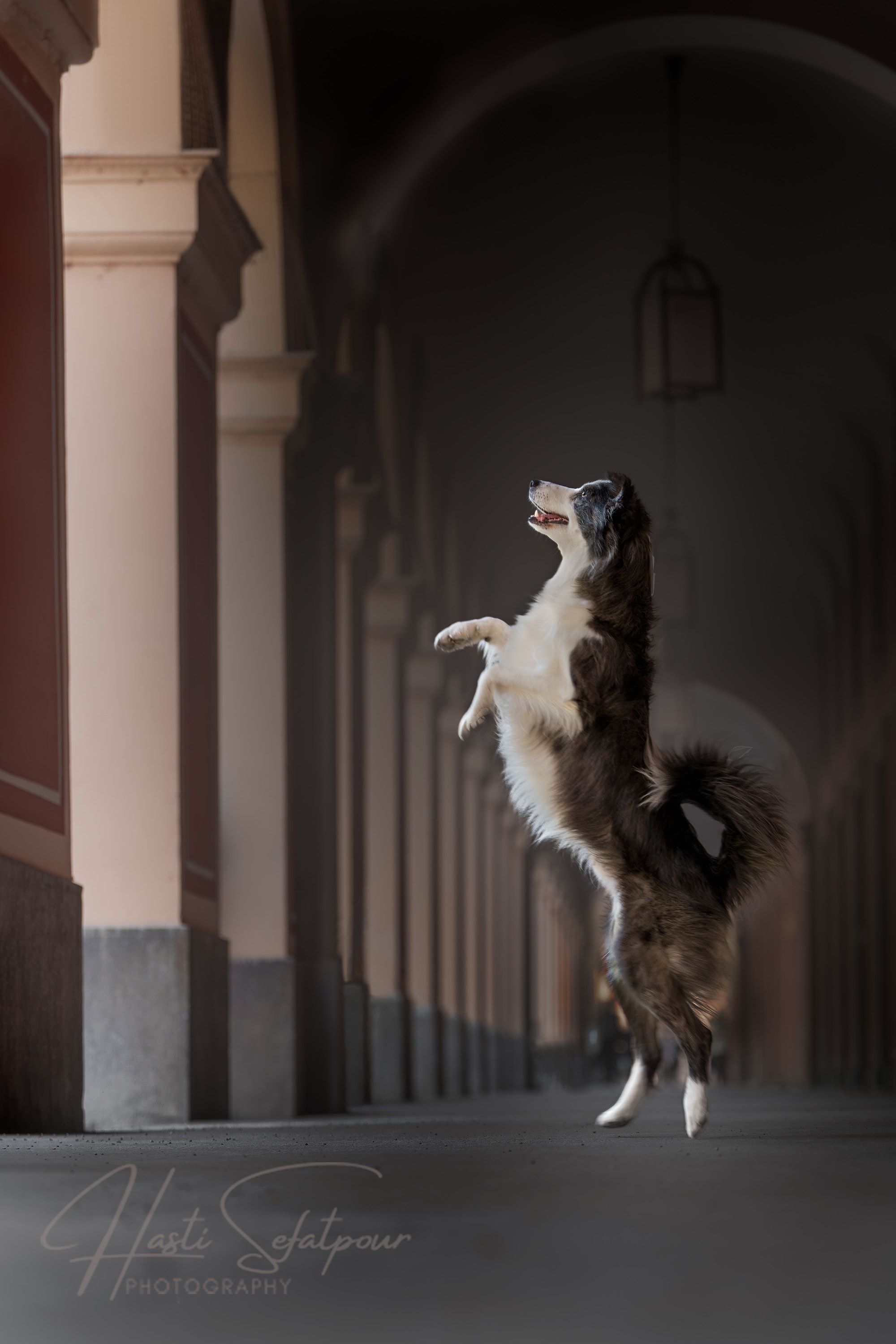Smudge the Border Collie Downtown