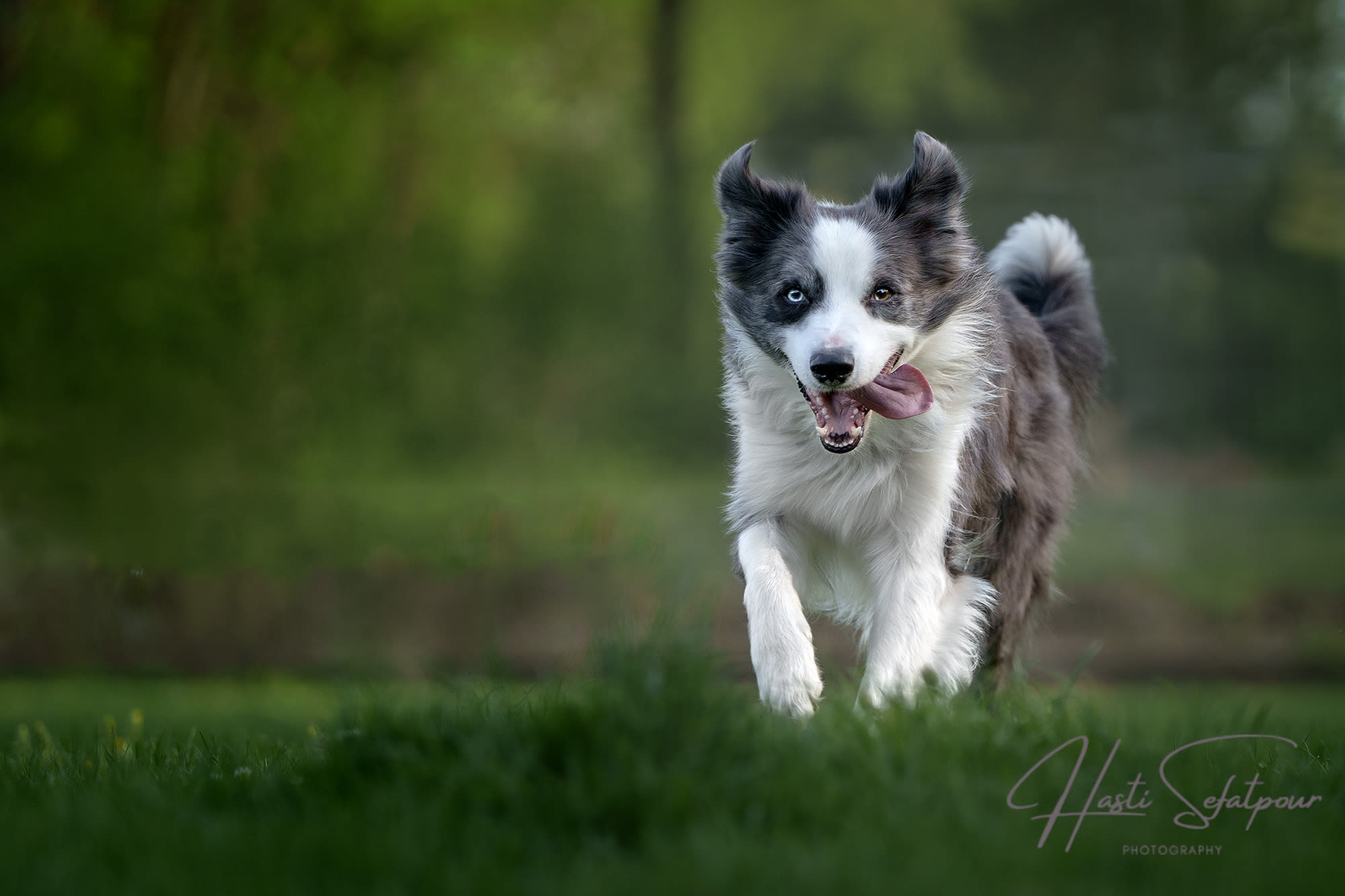 Smudge the Border Collie Running in Field