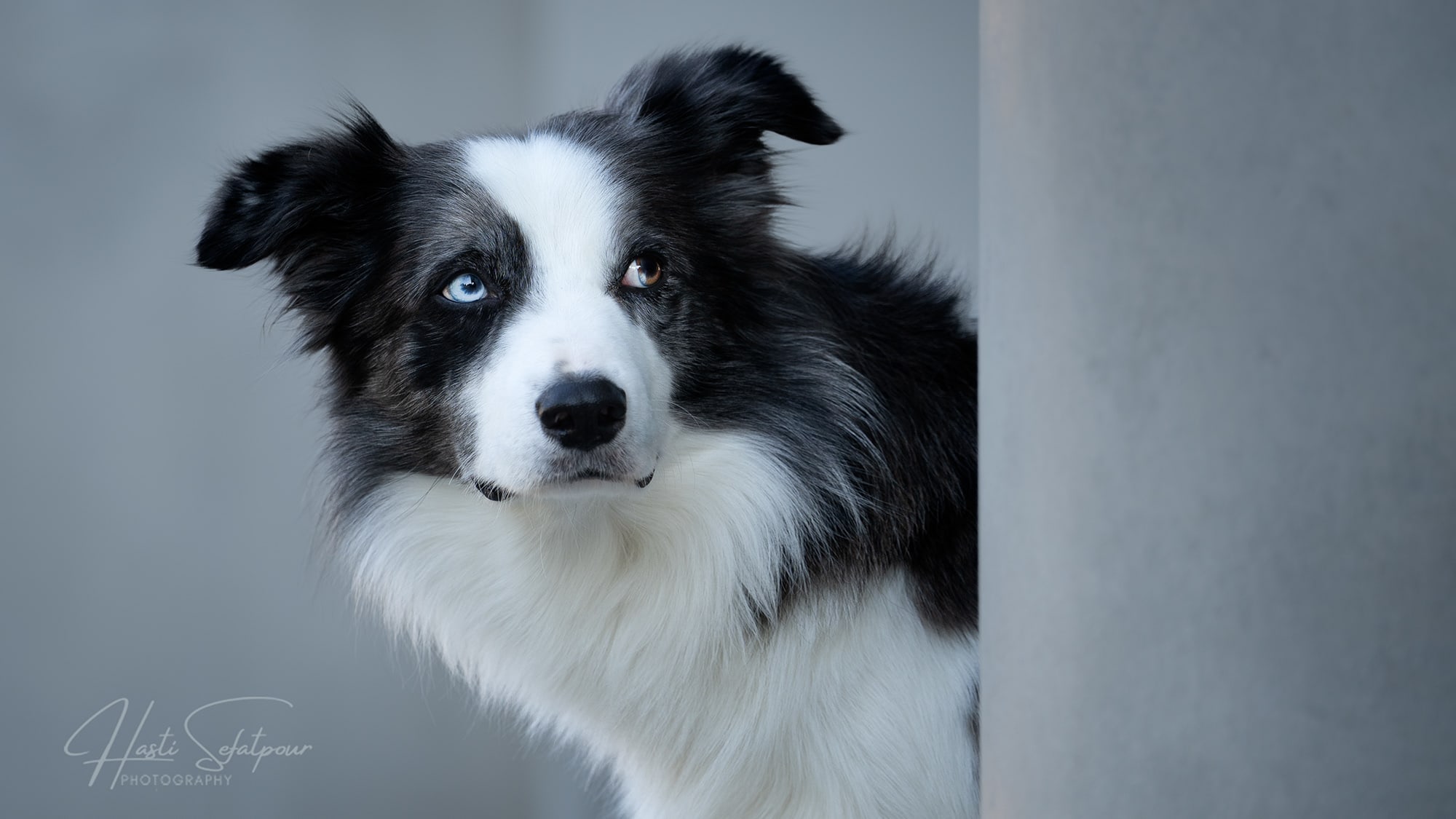 Smudge the Border Collie in Downtown