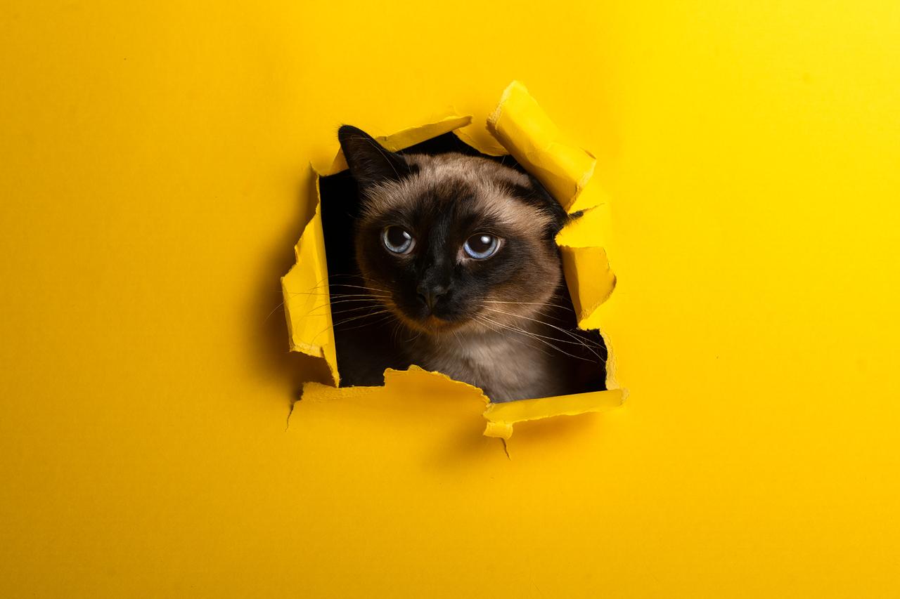 Frida the Siamese with Yellow Background