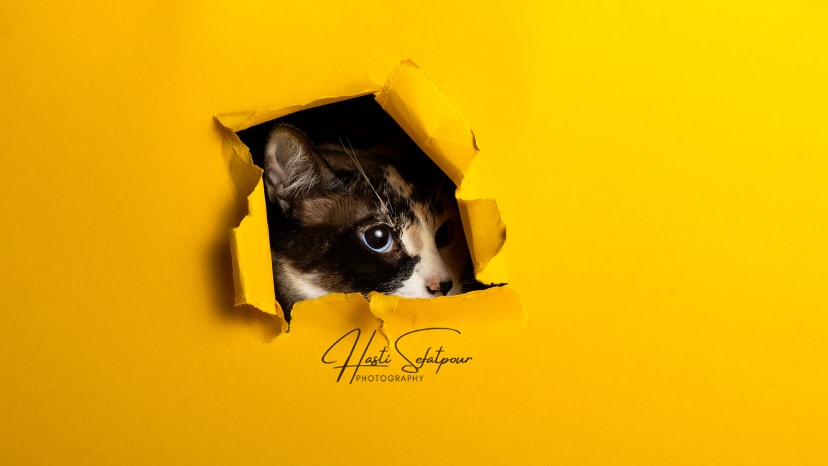 Jazz the Cow Pattern Cat Yellow Background