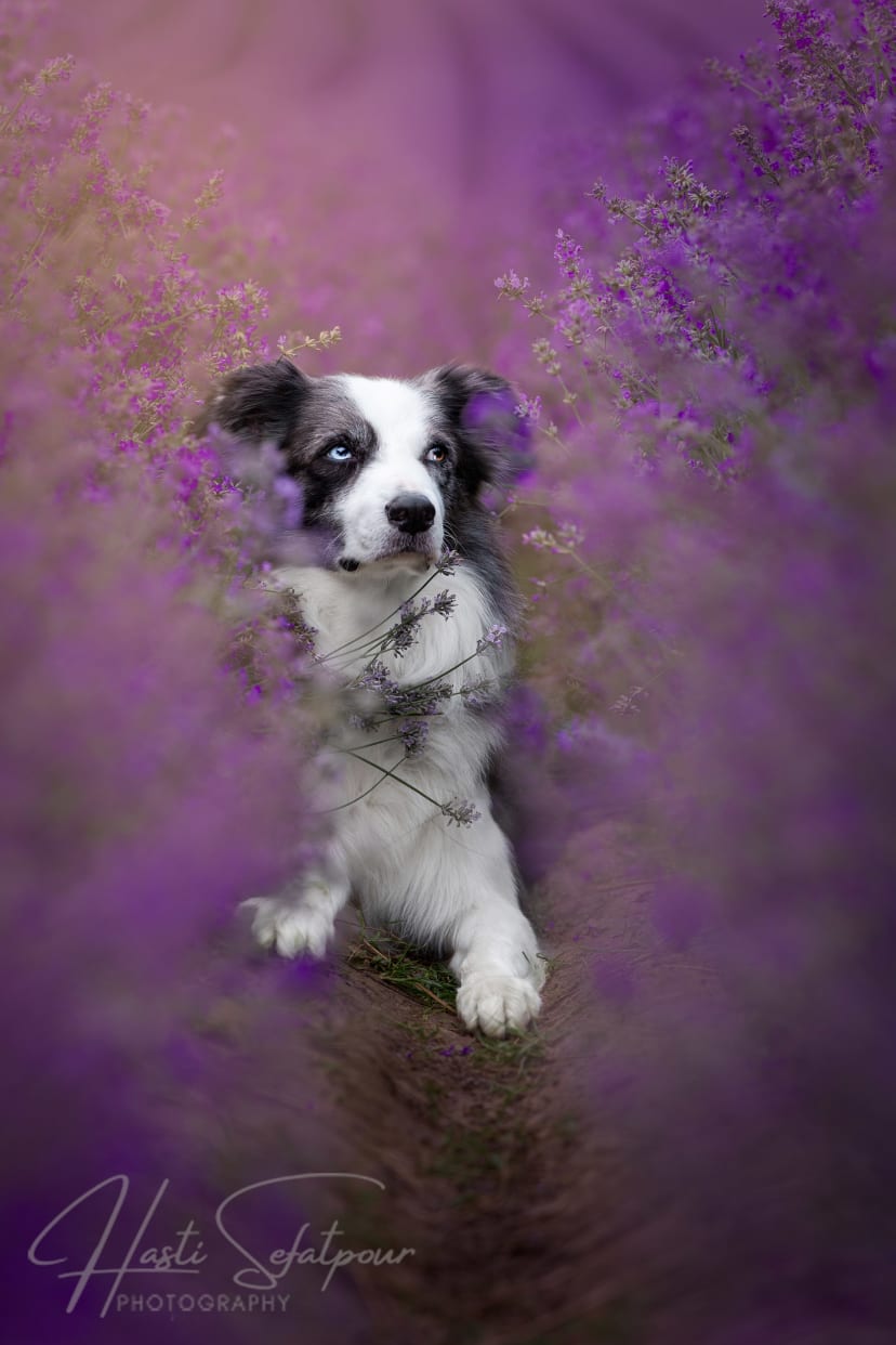 Smudge the Border Collie at Lavender Field Foward