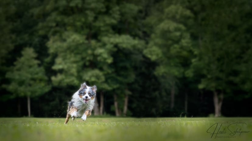 Byran the Australian Shepherd Running