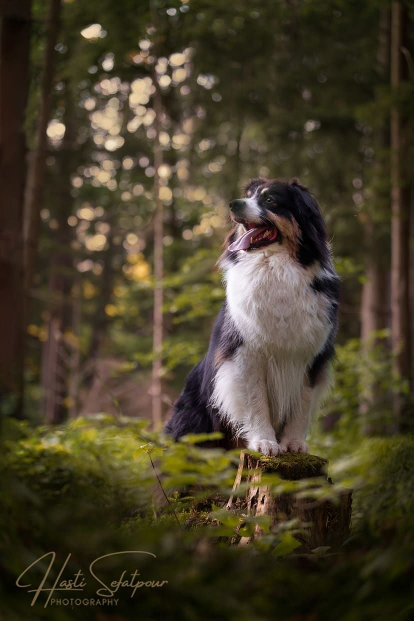 Franky Australian Shepherd on a tree stump