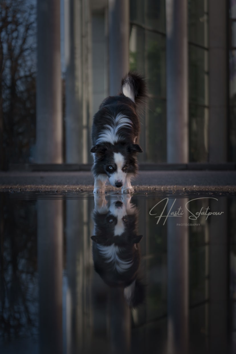 Smudge the Border Collie Museum Reflection